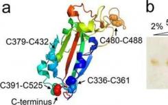 SARS-CoV-2表面的简单合成结构在小鼠体内产生强大的免疫反应