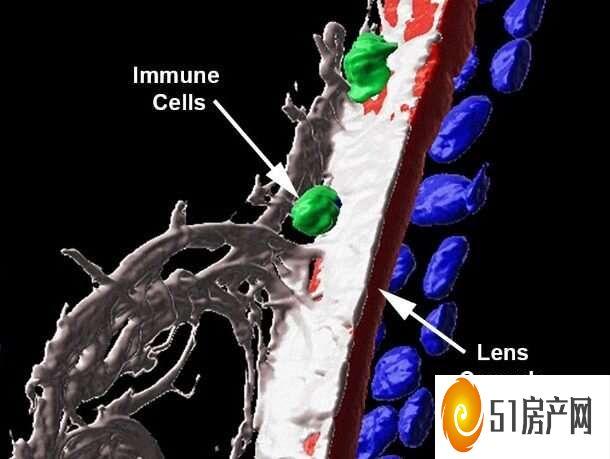 免疫细胞在保护眼睛方面的作用可能比我们想象的要多得多