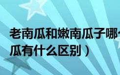 老南瓜和嫩南瓜子哪个更养胃（老南瓜和嫩南瓜有什么区别）