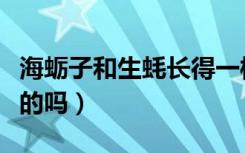 海蛎子和生蚝长得一样（生蚝和海蛎子是一样的吗）