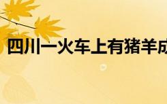 四川一火车上有猪羊成群穿行 具体是啥情况