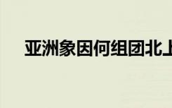 亚洲象因何组团北上 专家对此如何解释