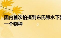 国内首次拍摄到布氏鲸水下影像 布氏鲸是鲸类中非常神秘的一个物种