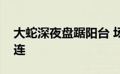 大蛇深夜盘踞阳台 场面骇人吓得居民尖叫连连