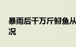 暴雨后千万斤鲟鱼从甘肃流入四川 具体啥情况