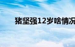 猪坚强12岁啥情况“猪坚强”是什么