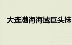 大连渤海海域巨头抹香鲸搁浅 这是啥情况