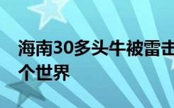 海南30多头牛被雷击中身亡 一下子去了另一个世界