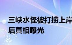 三峡水怪被打捞上岸 三峡水怪真身是什么背后真相曝光