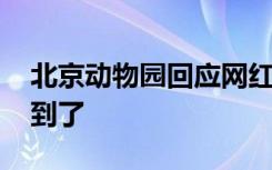 北京动物园回应网红熊猫秃头 秃头的原因找到了