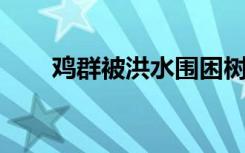 鸡群被洪水围困树枝7天 目前啥情况