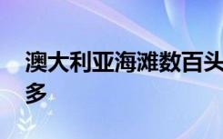 澳大利亚海滩数百头鲸鱼搁浅 怎么会有这么多