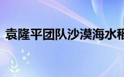 袁隆平团队沙漠海水稻亩产超千斤 太厉害了