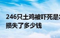 246只土鸡被吓死是怎样的246只土鸡被吓死损失了多少钱