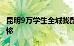 昆明9万学生全城找鼠妇做实验 鼠妇的命运实惨