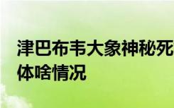 津巴布韦大象神秘死亡 死亡原因依旧不明 具体啥情况