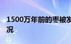 1500万年前的枣被发现 长什么样子具体啥情况