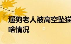 遛狗老人被高空坠猫砸晕 猫是怎么掉下来的啥情况