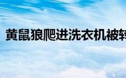 黄鼠狼爬进洗衣机被转晕 结果令人哭笑不得