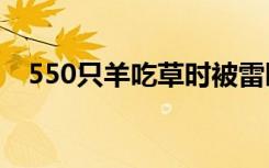 550只羊吃草时被雷瞬间劈死 这是怎样的