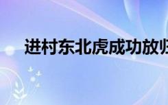 进村东北虎成功放归自然 最新后续来了