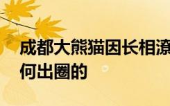 成都大熊猫因长相潦草走红 熊猫界犀利哥如何出圈的