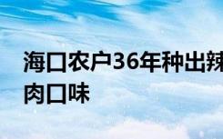 海口农户36年种出辣椒味荔枝 竟然还有鸡脆肉口味