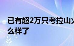 已有超2万只考拉山火中死亡澳洲山火情况怎么样了