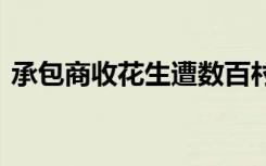 承包商收花生遭数百村民哄抢 具体是啥情况