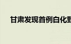 甘肃发现首例白化野骆驼 到底是啥情况