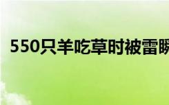 550只羊吃草时被雷瞬间劈死 到底是怎样的