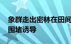 象群走出密林在田间踩踏 工作人员将其进行围堵诱导