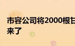 市容公司将2000根甘蔗全买下 事情最新后续来了