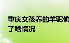 重庆女孩养的羊驼偷吃辣椒面 这是入乡随俗了啥情况