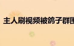 主人刷视频被鸽子群围啄屏幕 具体是啥情况