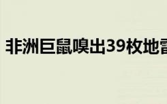 非洲巨鼠嗅出39枚地雷获奖章 鼠界最强王者