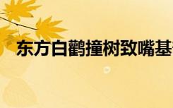 东方白鹳撞树致嘴基部骨折 具体是怎样的