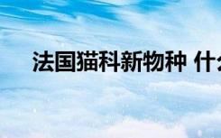 法国猫科新物种 什么样的新物种可爱吗