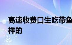 高速收费口生吃带鱼司机发声 事情经过是怎样的