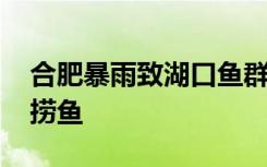 合肥暴雨致湖口鱼群翻腾 市民不顾危险纷纷捞鱼