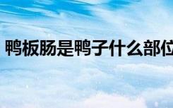 鸭板肠是鸭子什么部位（鸭板肠是哪个部位）