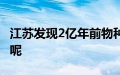 江苏发现2亿年前物种仙女虾 仙女虾长什么样呢