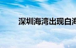 深圳海湾出现白海豚 这是什么场面