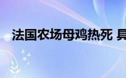 法国农场母鸡热死 具体是啥情况死了多少