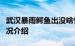 武汉暴雨鳄鱼出没啥情况武汉暴雨鳄鱼出没情况介绍