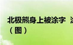 北极熊身上被涂字  涂了什么字为什么要涂字（图）