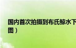 国内首次拍摄到布氏鲸水下影像  什么是布氏鲸什么影像（图）