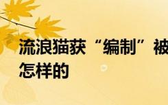 流浪猫获“编制”被消防说教到睡着 到底是怎样的