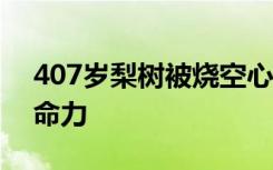 407岁梨树被烧空心仍能结果 这是怎样的生命力