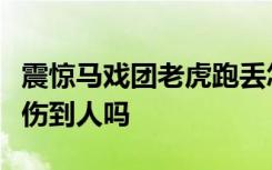 震惊马戏团老虎跑丢怎样的老虎抓回来了吗有伤到人吗